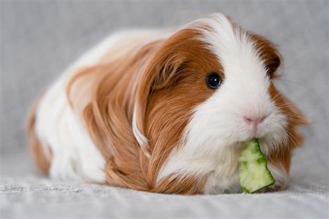 cheap pets that are easy to take care of